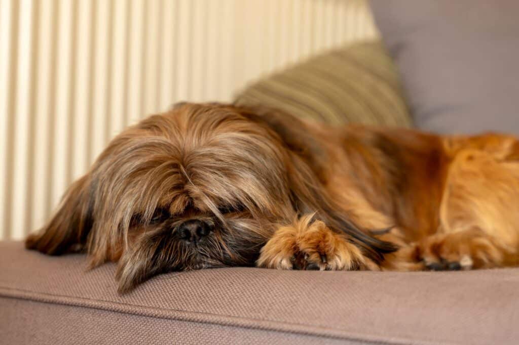 A Shih Tzu sleeping on the sofa