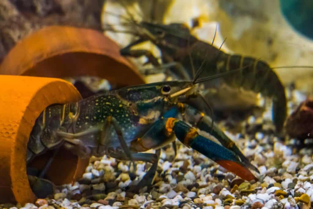 A closeup of an Australian Red Claw Crayfish