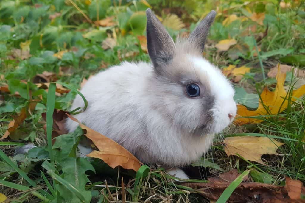 A home rabbit on the lawn